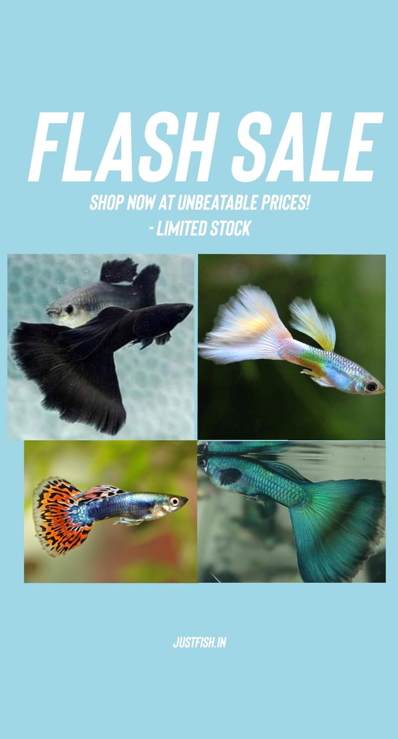 Just Fish Bangalore Online Aquarium Store, BANGALORE Order Online